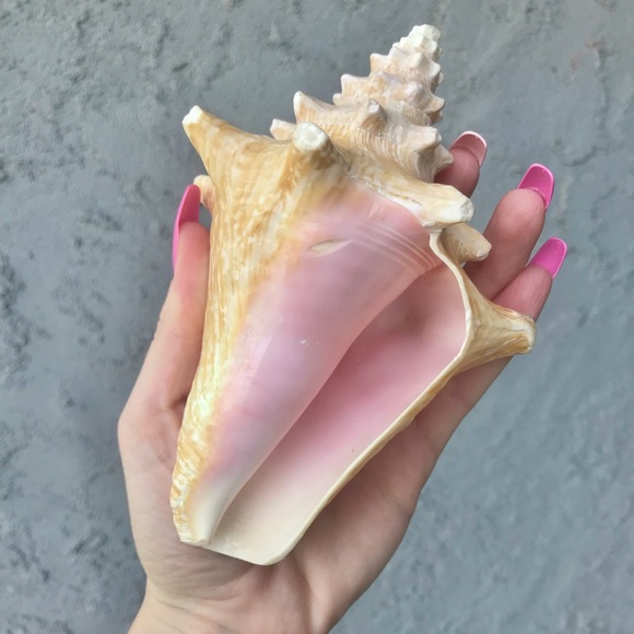 Pink Queen Conch Shell 🐚💗 - Picture 4 of 8